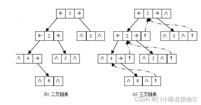 DS初阶：树及二叉树的相关概念